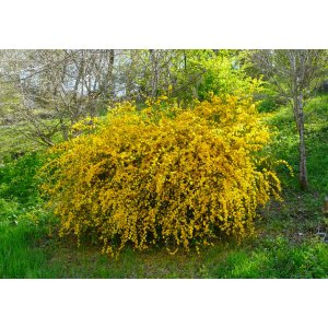Kéria japonská (Kerria japonica) ´PLENIFLORA´ - výška 20-30 cm, kont. C2L